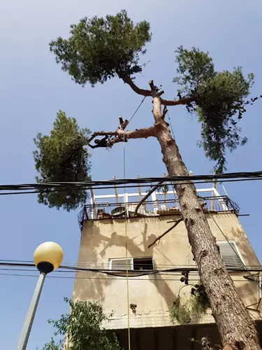 גיזום עצים 6